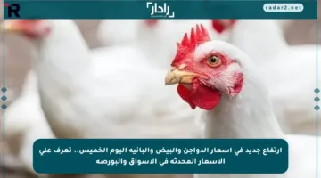 ارتفاع جديد في أسعار الدواجن والبيض والبانية اليوم الخميس.. تعرف على الأسعار المحدثة في الأسواق والبورصة